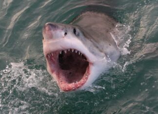 I grandi squali bianchi sono pericolosi o aggressivi?
