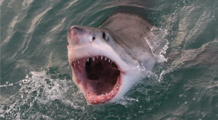 I grandi squali bianchi sono pericolosi o aggressivi?
