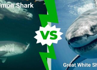 Salmon Shark vs Great White Shark: 3 differenze e chi vince in un combattimento
