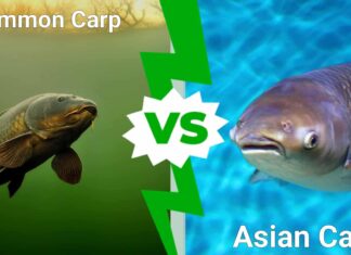 Carpa asiatica vs carpa comune: 5 differenze chiave
