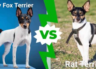 Toy Fox Terrier vs Rat Terrier: quali sono le loro differenze?
