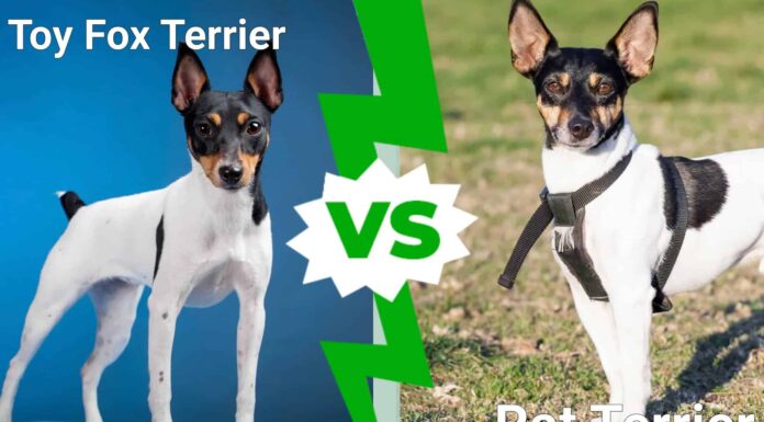Toy Fox Terrier vs Rat Terrier: quali sono le loro differenze?
