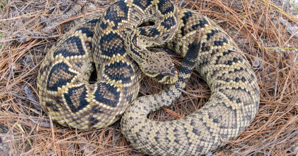 Il serpente più grande e pericoloso della Georgia è il serpente a sonagli diamondback orientale 