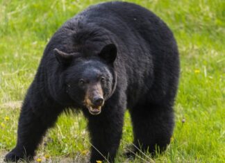 Il più grande orso nero della storia
