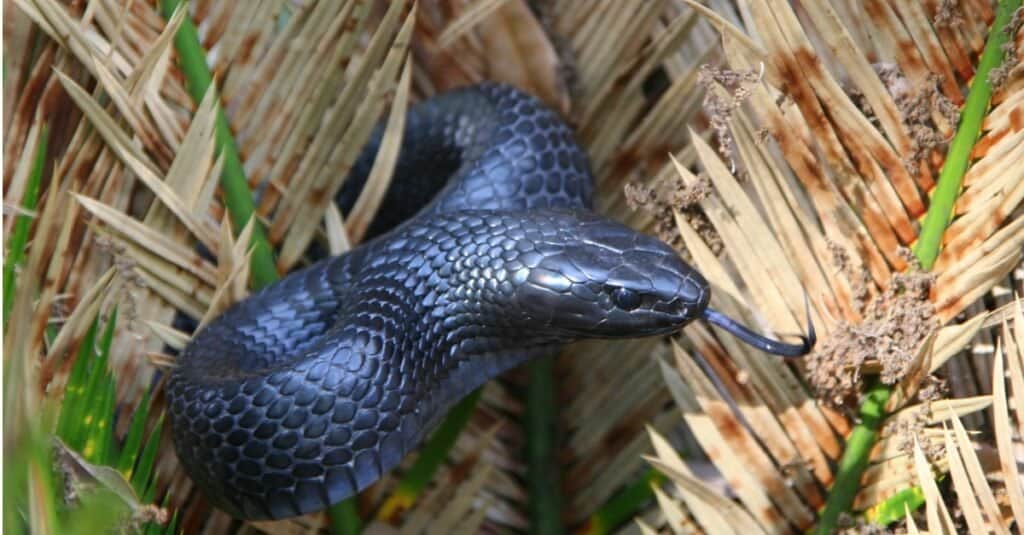 Il serpente indaco orientale è un grande serpente non velenoso originario degli Stati Uniti orientali.  La sua testa e il suo corpo hanno più o meno le stesse dimensioni e non ha un gran collo.
