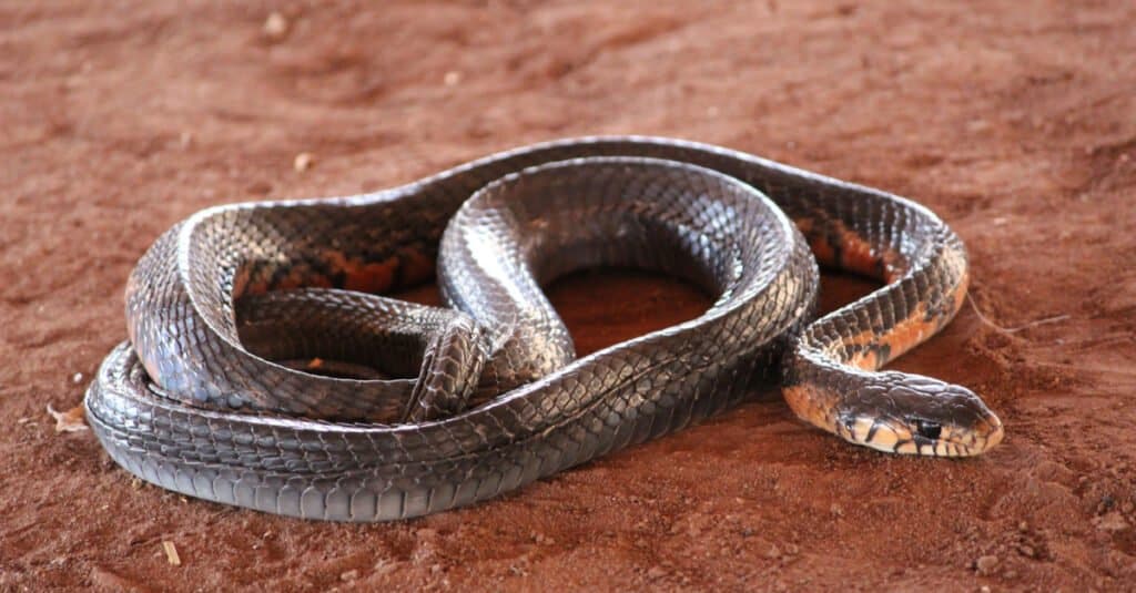 Serpente indaco orientale sdraiato sulla sabbia.  Alcuni di questi serpenti hanno guance, mento e gola crema o rosso-arancio.