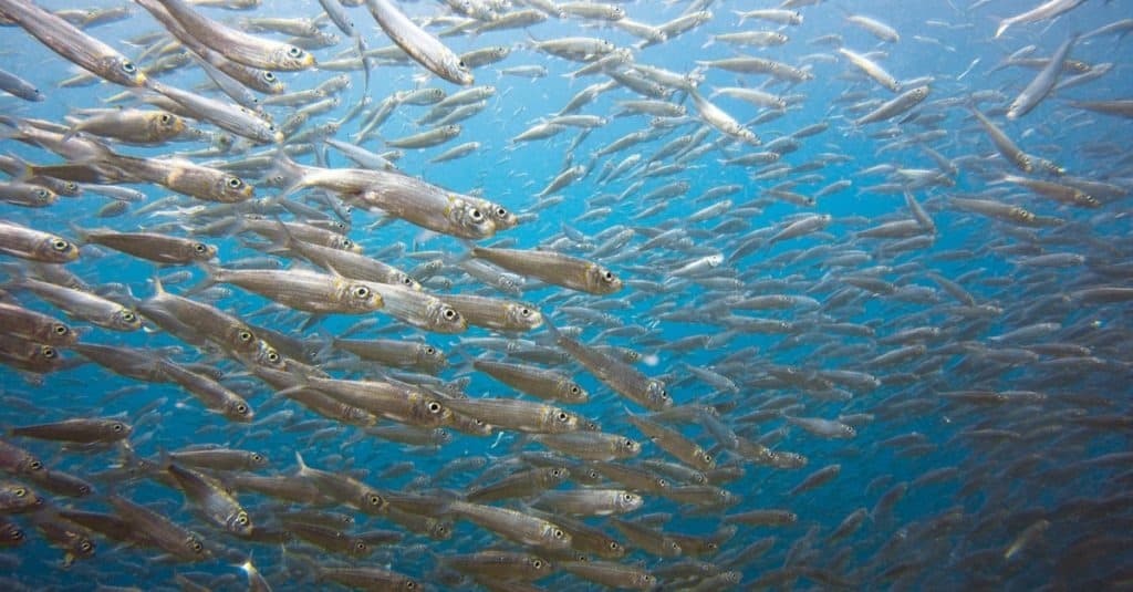Grande banco di sardine