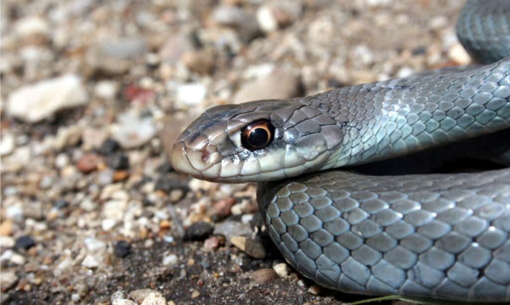 Primo piano di un corridore blu (Coluber constrictor foxii).  Questo è uno dei serpenti più veloci conosciuti.