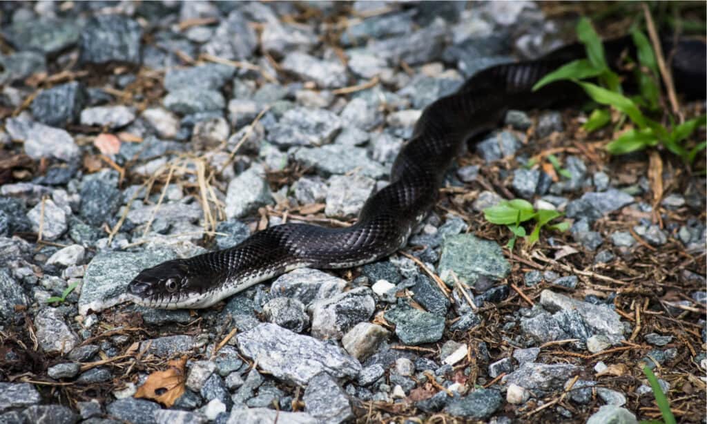 Il serpente corridore nero, Coluber constrictor priapus, una sottospecie del corridore orientale, è un serpente nero abbastanza snello e solido.
