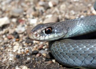 Close-up of the head of a Blue Racer snake (Coluber constrictor foxii), subspecies of the Eastern Racer. This individual is developing the adult blue coloration, but still has some of its juvenile spotted pattern.