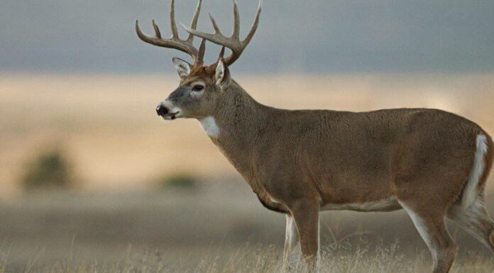 Key deer buck growing antlers