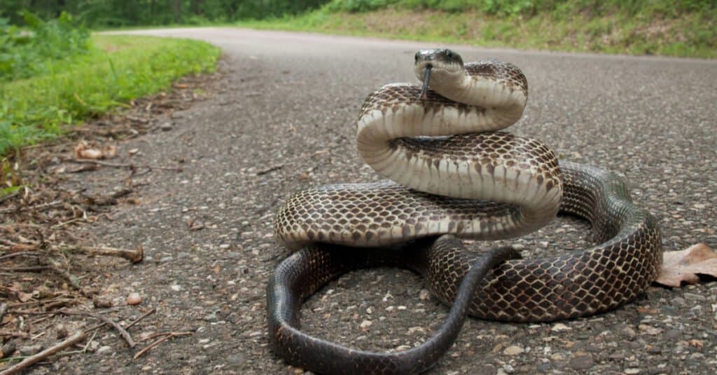 Grande serpente di ratto nero orientale adulto in posizione difensiva arrotolata su strada.  Il serpente ha un corpo nero lucido con una pancia a scacchiera.