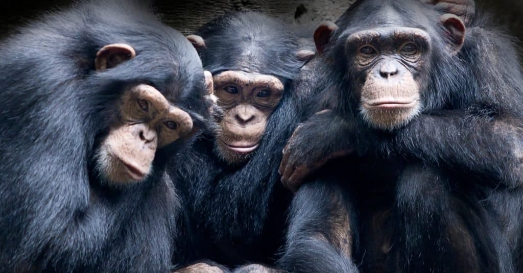 Fatti sugli animali: scimpanzé