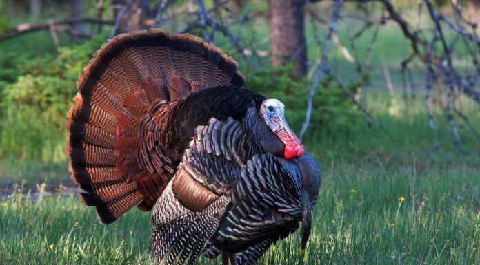 Turchia orientale (Turchia selvaggia)
