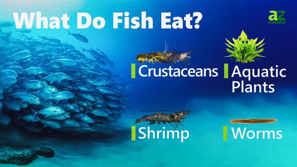 Cosa mangiano i pesci