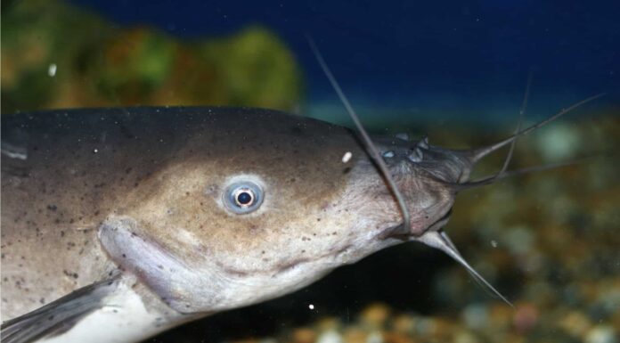 Swai Fish vs Catfish: 3 differenze chiave spiegate
