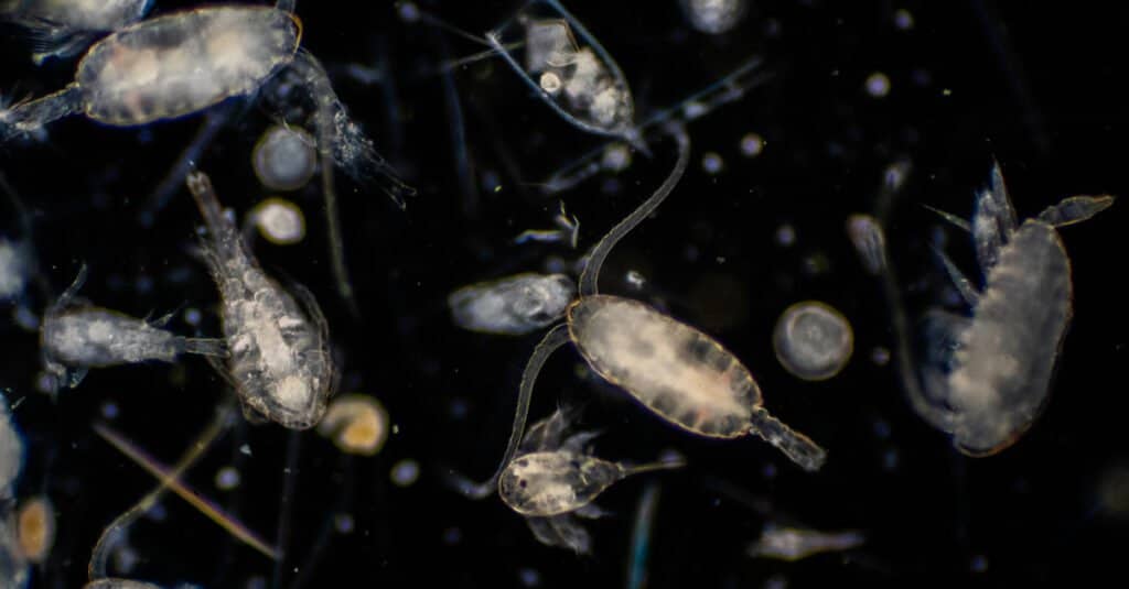 Cosa mangia il plancton - Zooplancton