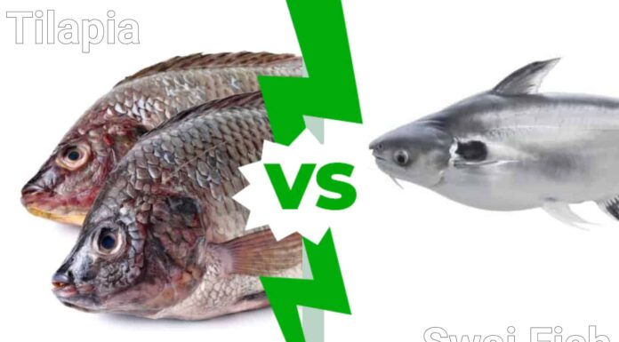 Swai Fish vs Tilapia
