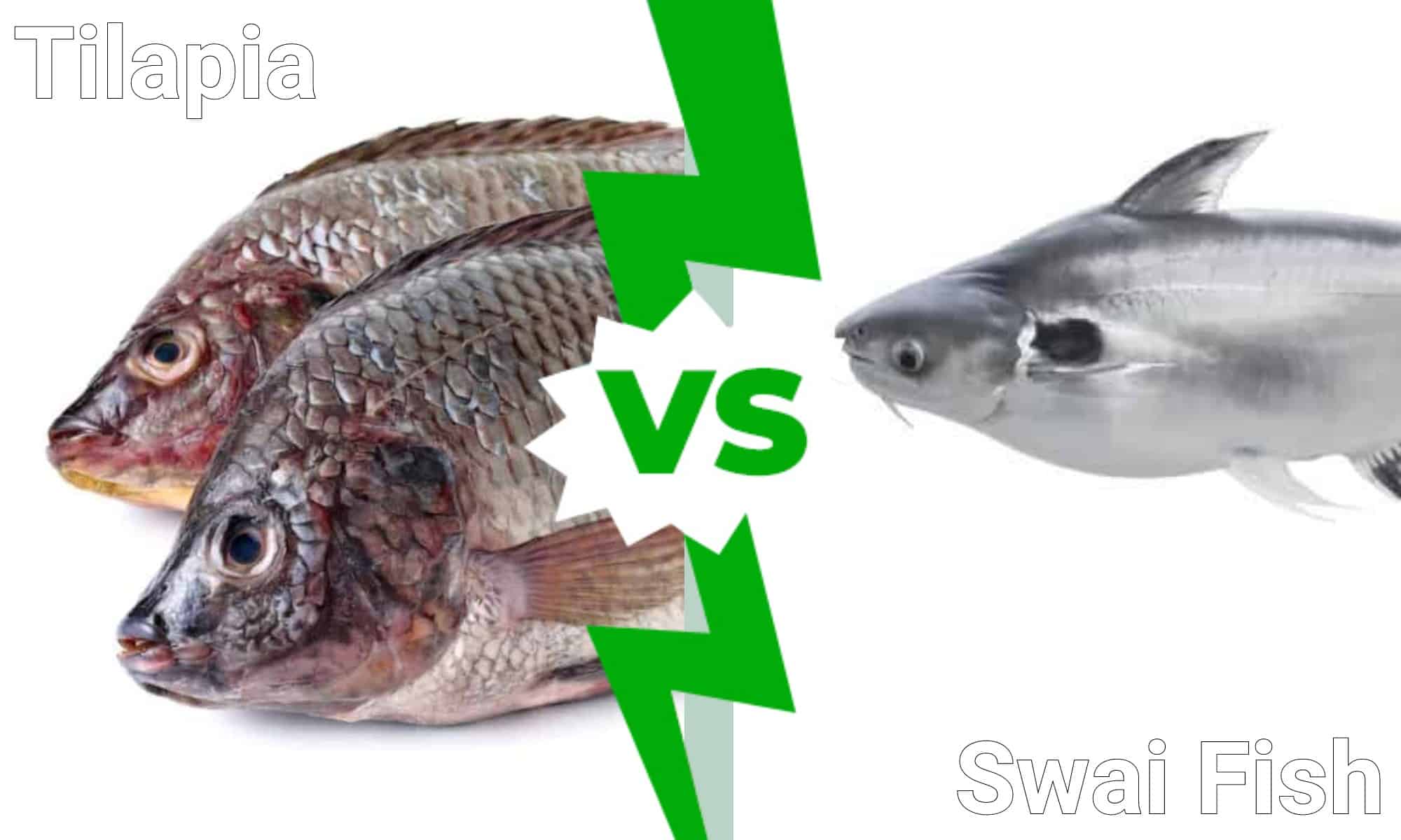 Swai Fish vs Tilapia
