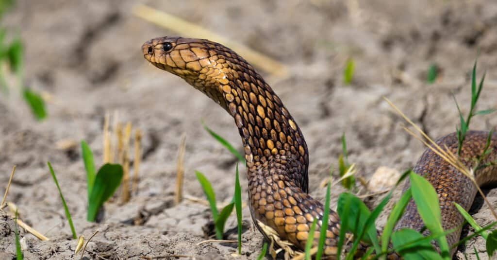 Cobra egiziano nell'erba
