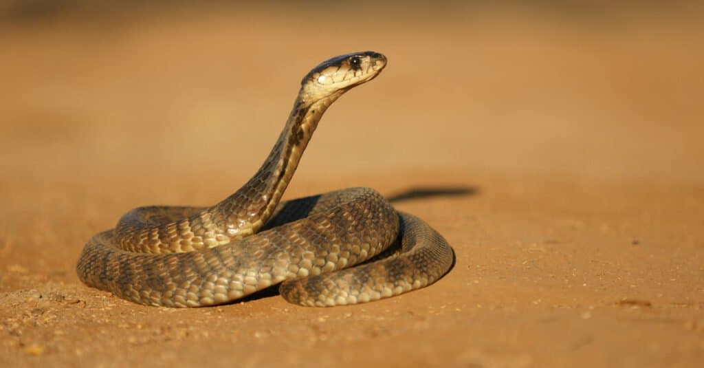 Il cobra egiziano si è raggomitolato su un terreno sterrato marrone