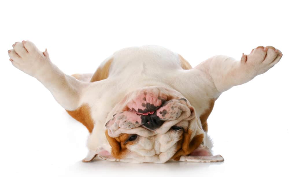 Un Bulldog inglese sdraiato sulla schiena su uno sfondo bianco