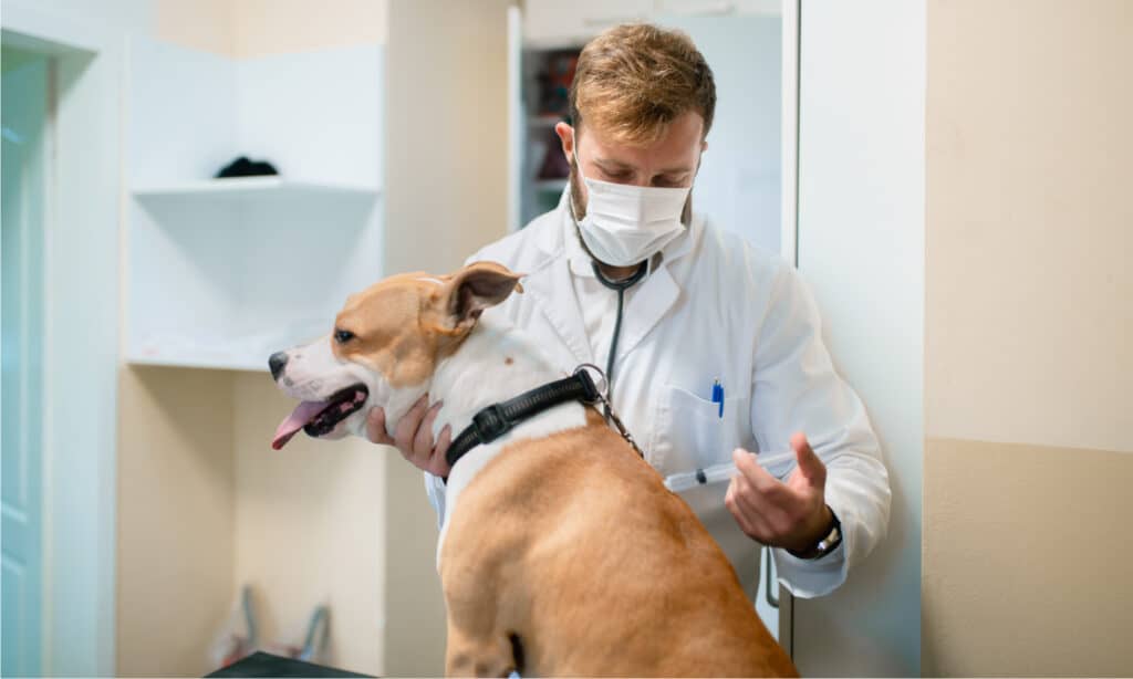 Cane che cura dal veterinario