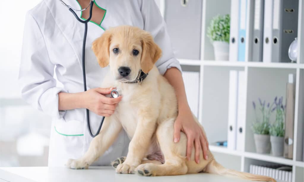 Un cucciolo di golden retriever presso l'ufficio del veterinario