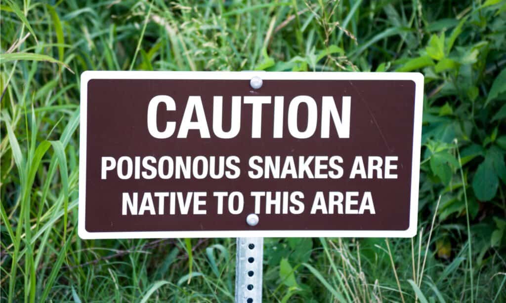 I serpenti a sonagli possono nuotare - Segno di attenzione serpente velenoso