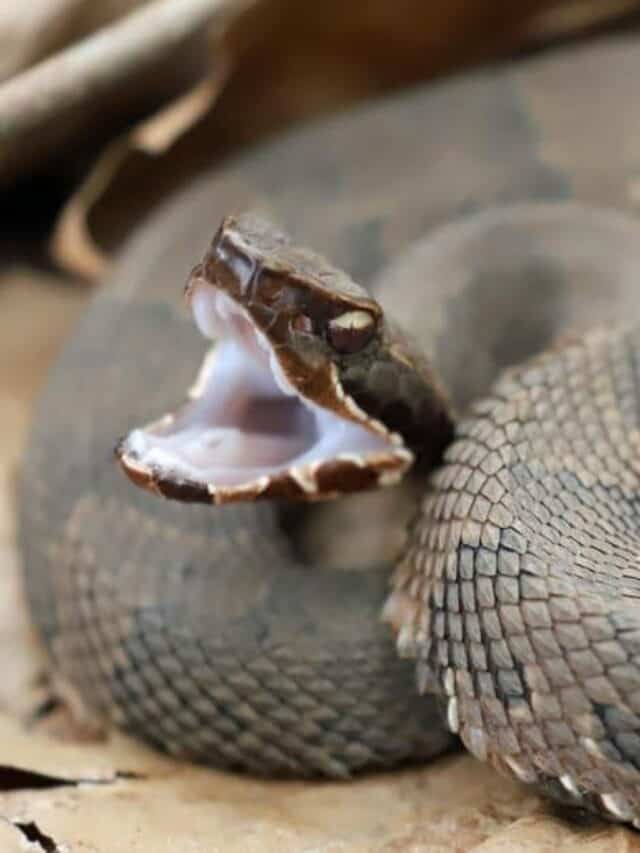 Vista laterale di un serpente Cottonmouth, pronto a colpire.  Il serpente ha una grande testa a forma di vanga.