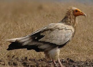 avvoltoio egiziano
