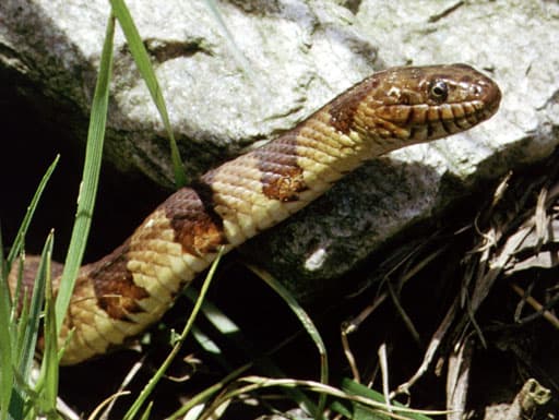 Il serpente d'acqua comune (Nerodia sipedon)