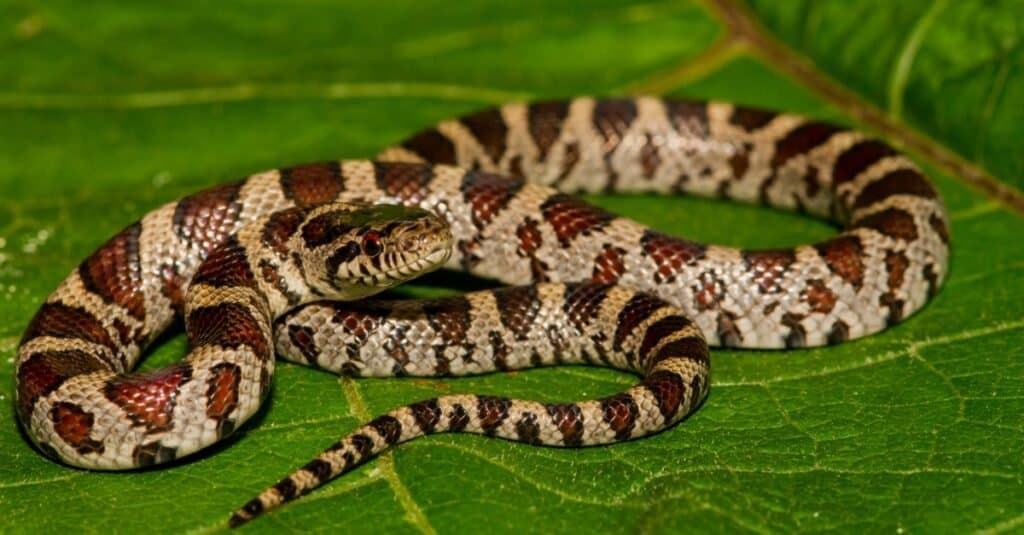 Serpenti che sembrano Copperheads-Eastern Milk Snake