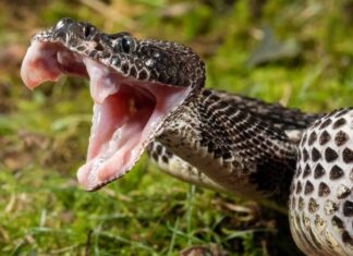 Scopri i 2 tipi di serpenti a sonagli nel Wisconsin
