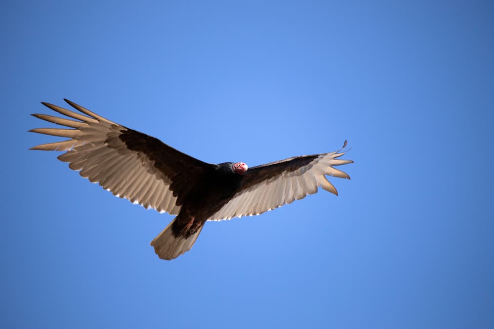 Avvoltoio tacchino volante nel cielo, uccelli che sembrano aquile
