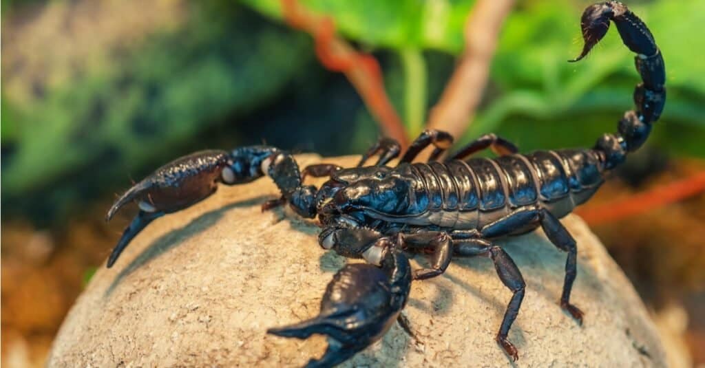 Cosa mangiano gli scorpioni