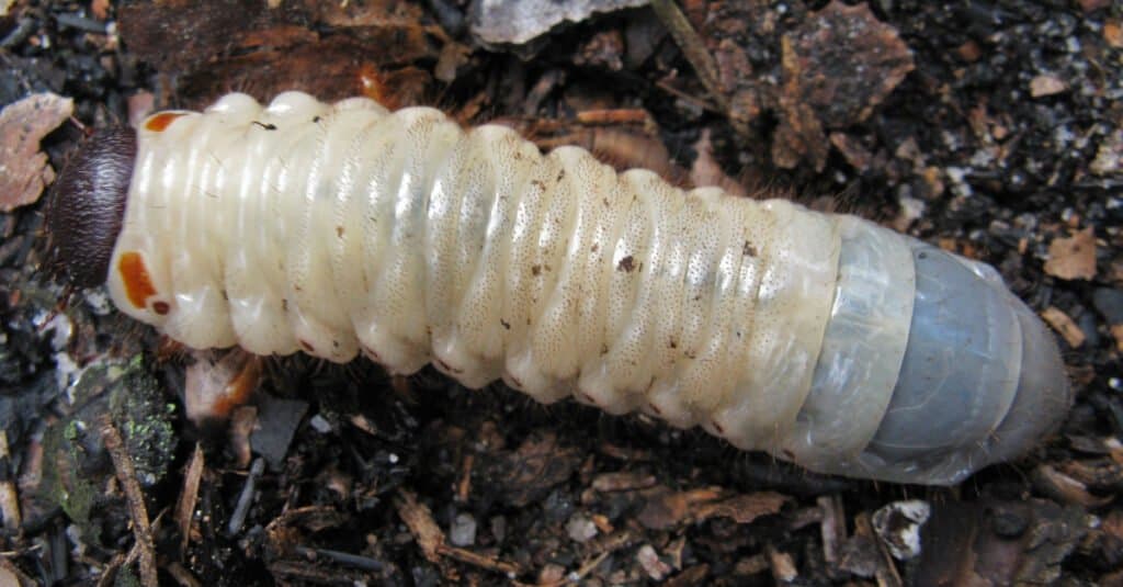 Una larva di scarabeo giapponese nel terreno.