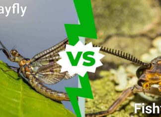 Fishfly vs Mayfly: 5 differenze spiegate
