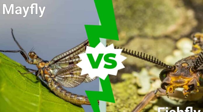 Fishfly vs Mayfly: 5 differenze spiegate
