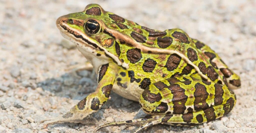 Una rana leopardo settentrionale è seduta su un sentiero di ghiaia che si crogiola al sole.