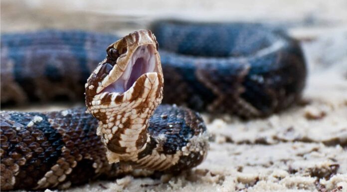 Hungry Cottonmouth vomita 2 serpenti giarrettiera e una rana in una foto incredibile
