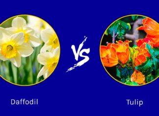 Daffodil vs Tulip: quali sono le loro differenze?
