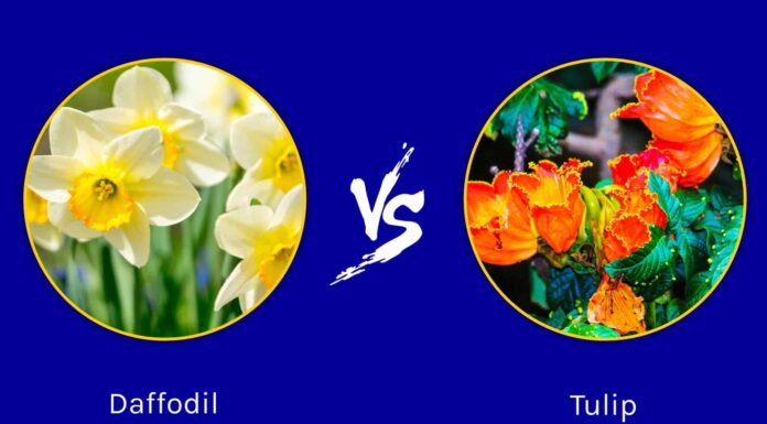 Daffodil vs Tulip: quali sono le loro differenze?
