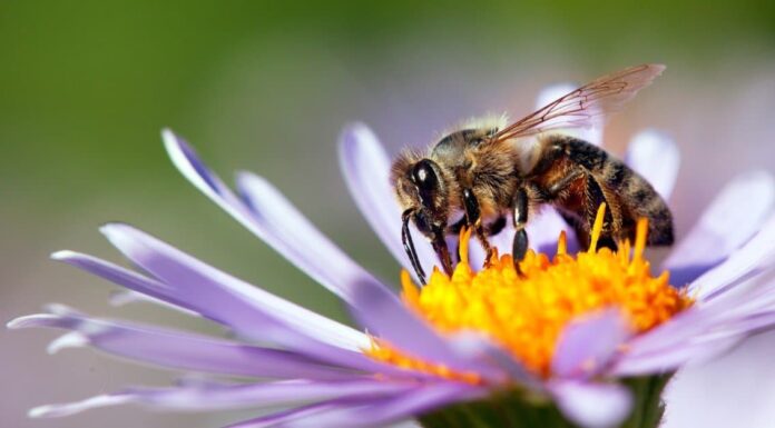 Dove vanno le api in inverno?
