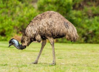 Emu
