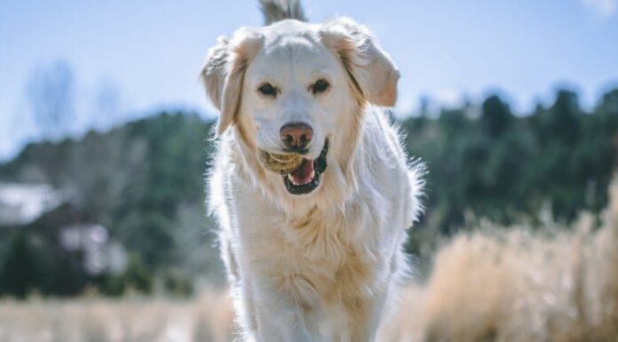 Golden Retriever crema inglese
