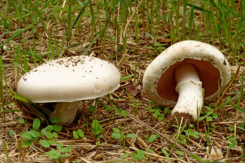 Funghi di campo o funghi di prato