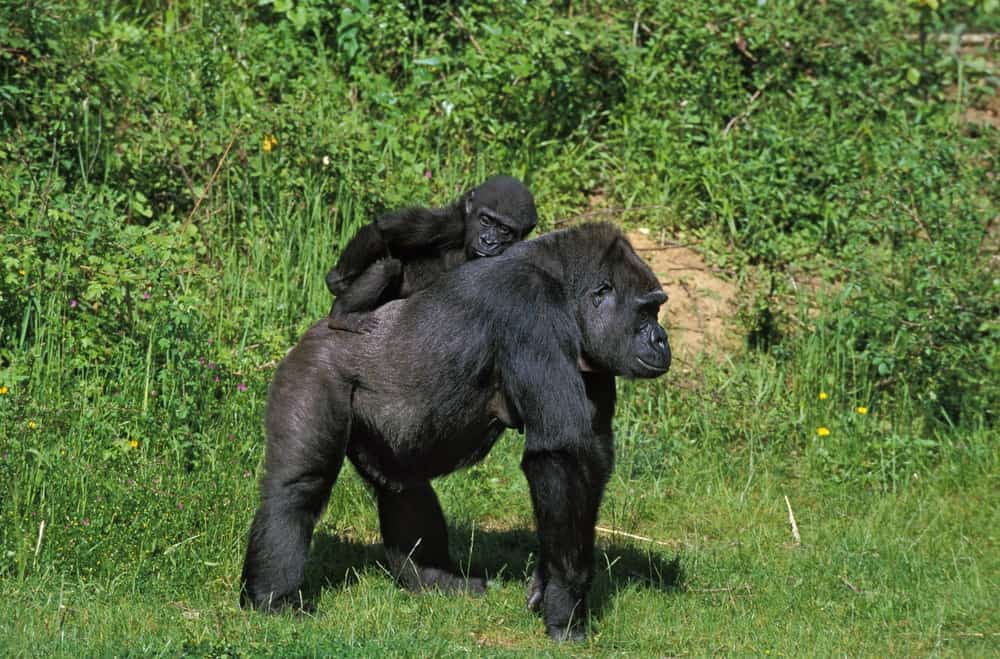 Adulto e bambino di gorilla di pianura orientale