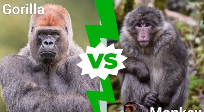 Gorilla vs. Monkey: 7 differenze tra i due

