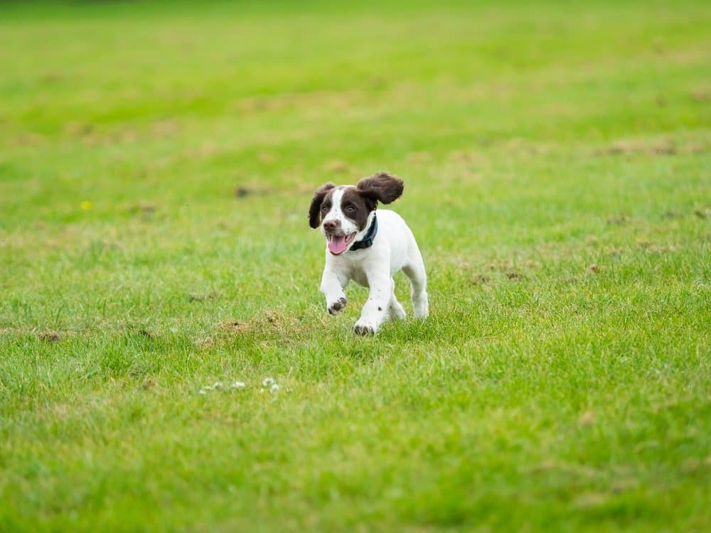 Cucciolo di springer spaniel inglese che corre nell'erba